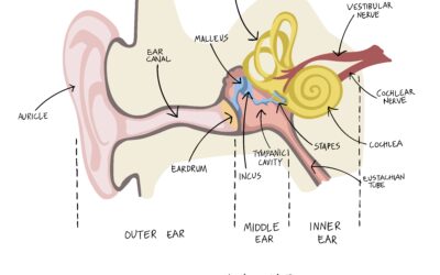Your Inner Balance System: The Vestibular System and Dizziness